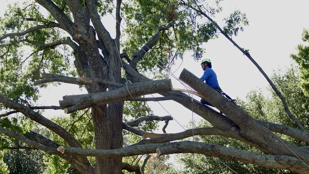 Professional Crown Thinning performed by certified arborists in Plumtree