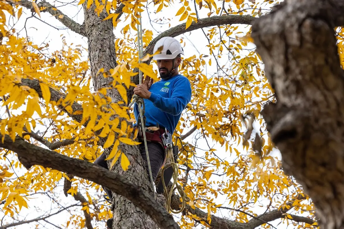 Skilled Storm Damage Cleanup crew working in Plumtree